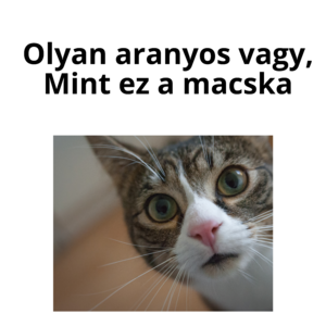 Olyan aranyos vagy, mint ez a macska